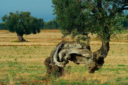 Puglia. Terra dell’olivo